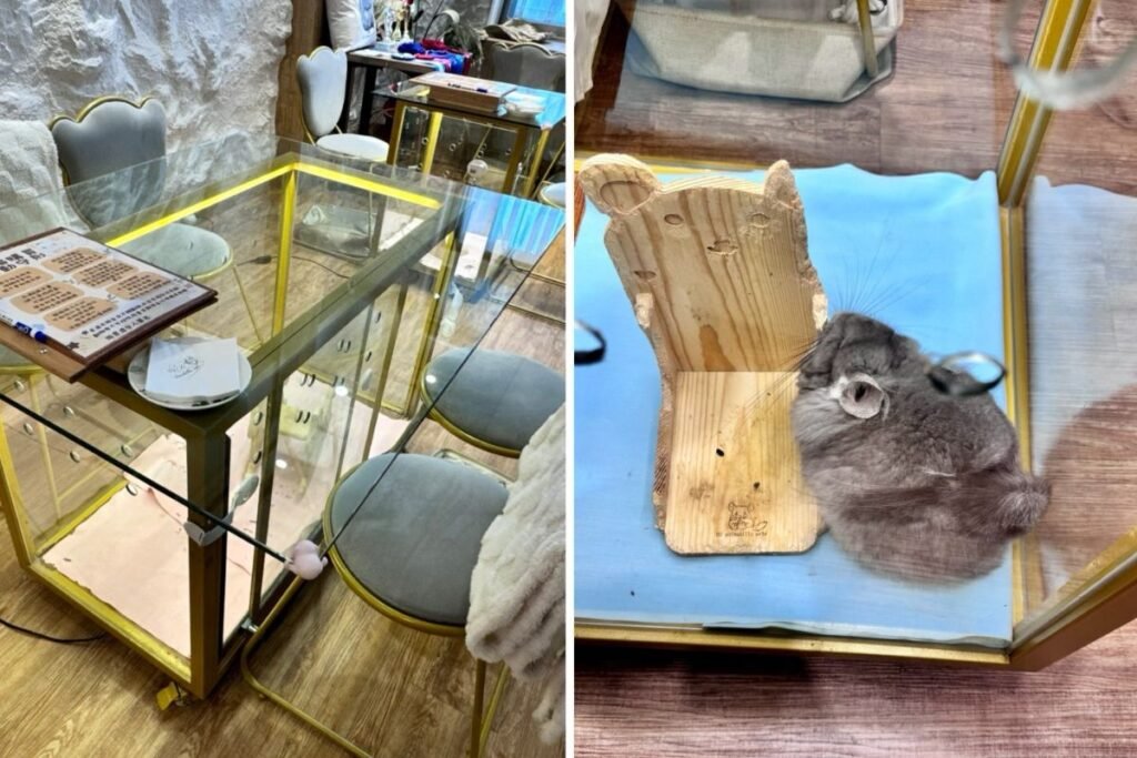 悠悠龍貓咖啡灰色長毛龍貓多芙在透明餐桌內陪伴用餐