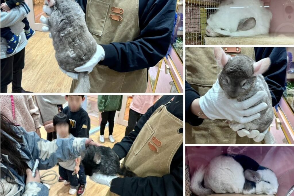 悠悠龍貓咖啡展示不同品種龍貓與挑選小夥伴鑰匙圈