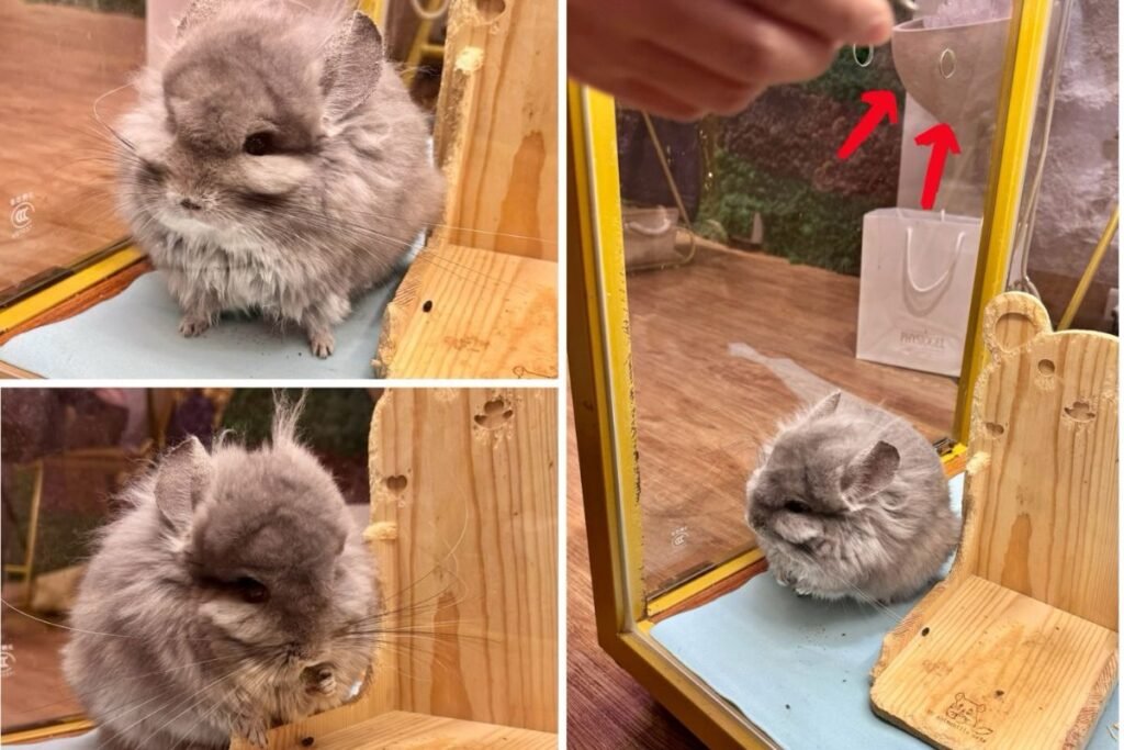 悠悠龍貓咖啡透過專用洞口餵食龍貓專屬飼料互動