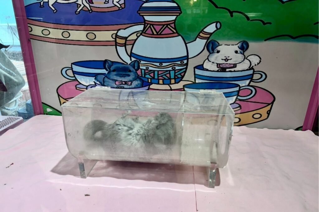 悠悠龍貓咖啡龍貓在細沙盆內療癒沙浴秀