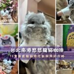 台北南港悠悠龍貓咖啡抱著長毛龍貓互動特寫與透明餐桌療癒萌感