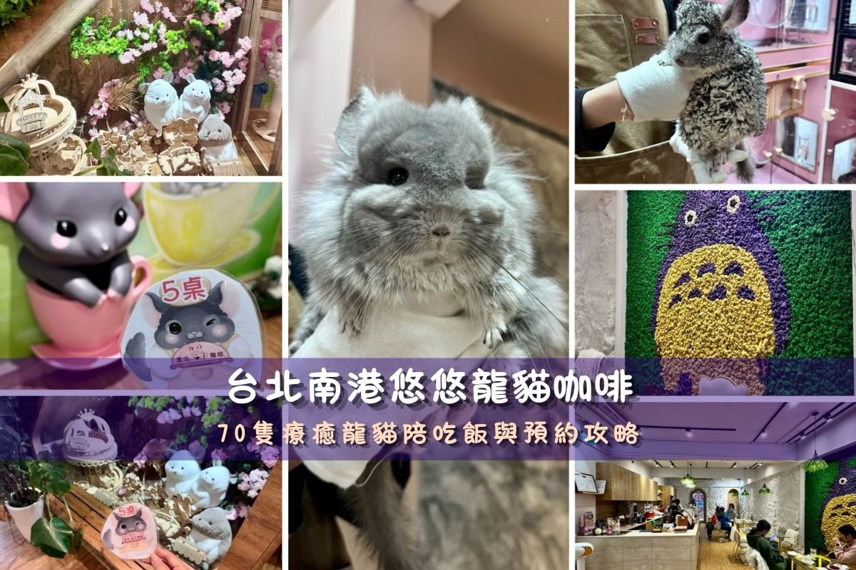 台北南港悠悠龍貓咖啡抱著長毛龍貓互動特寫與透明餐桌療癒萌感