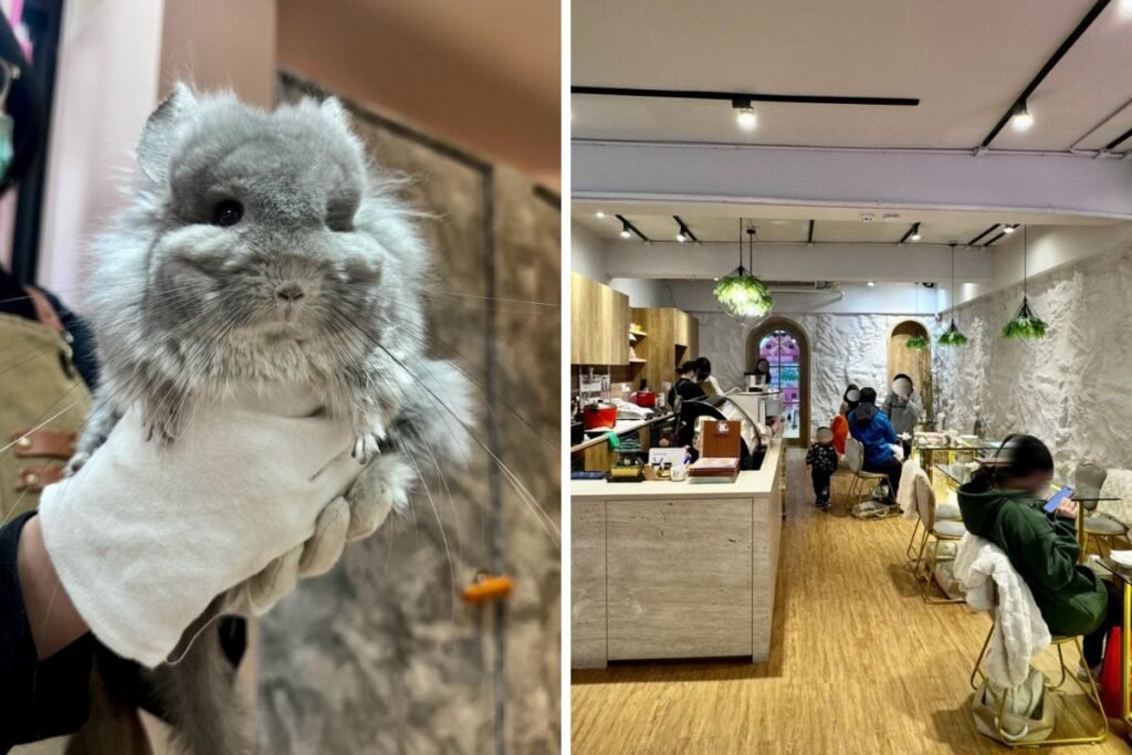 悠悠龍貓咖啡抱著長毛龍貓互動特寫與療癒萌感
