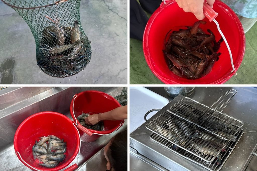 來來釣蝦場釣蝦成果-泰國蝦現場實釣戰利品